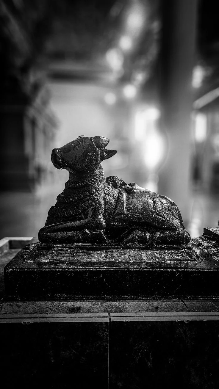 A stone Nandi, wet from an offering, in a temple hall